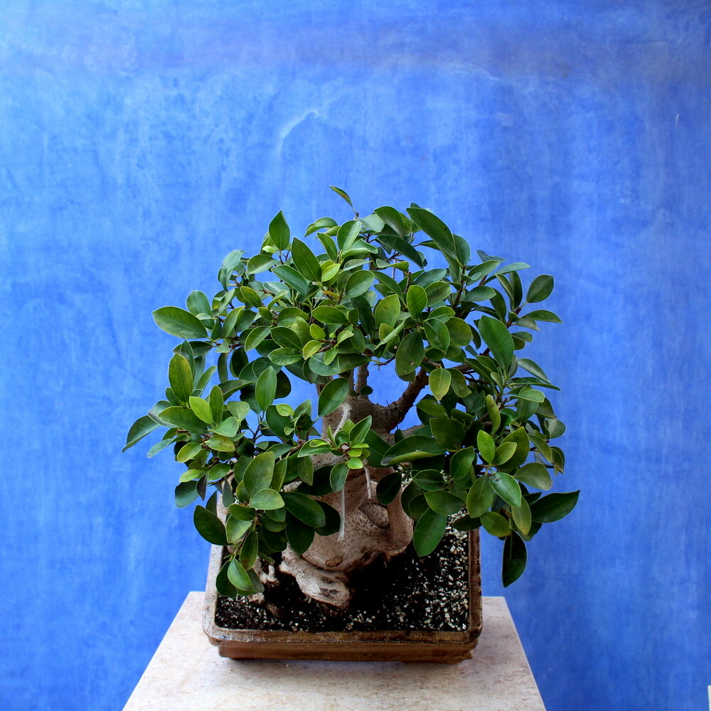 Wild Olive