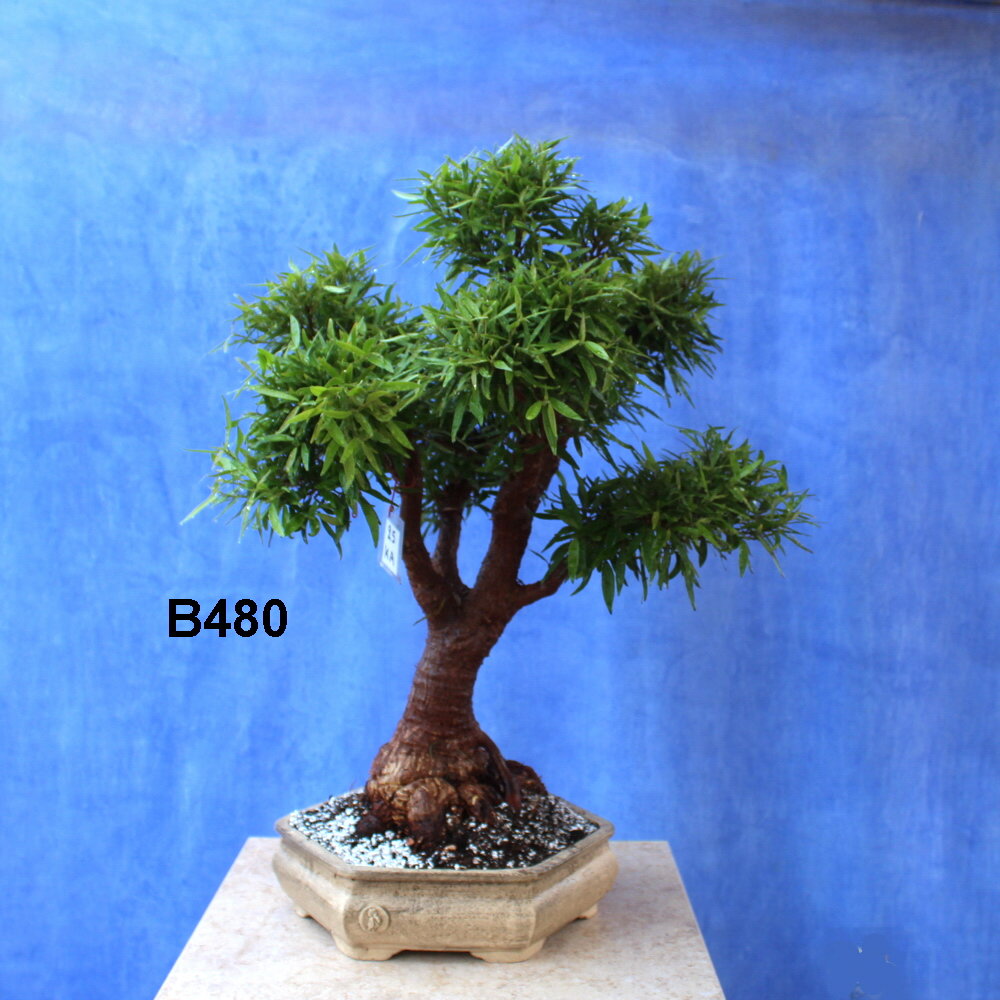 Nerifolia