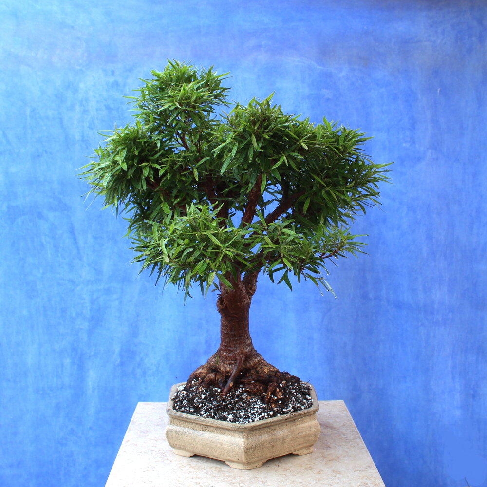 Nerifolia