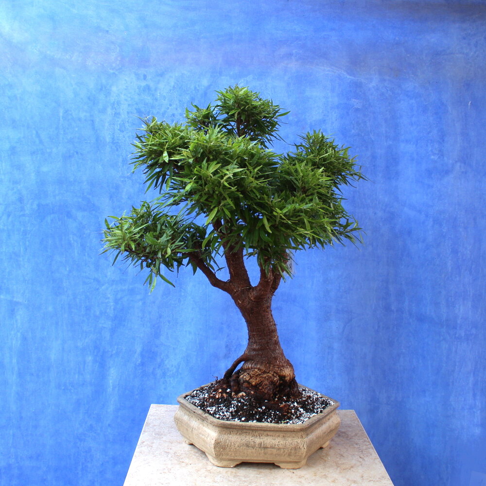Nerifolia