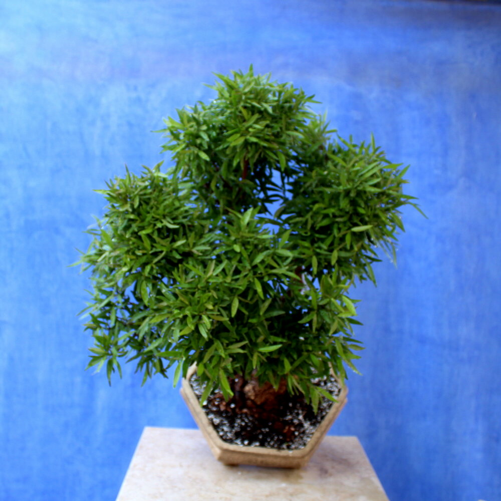 Nerifolia