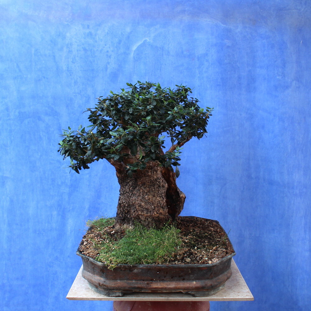 Wild Olive