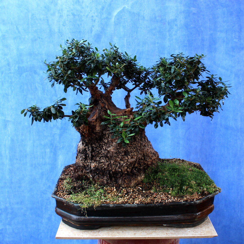 Wild Olive