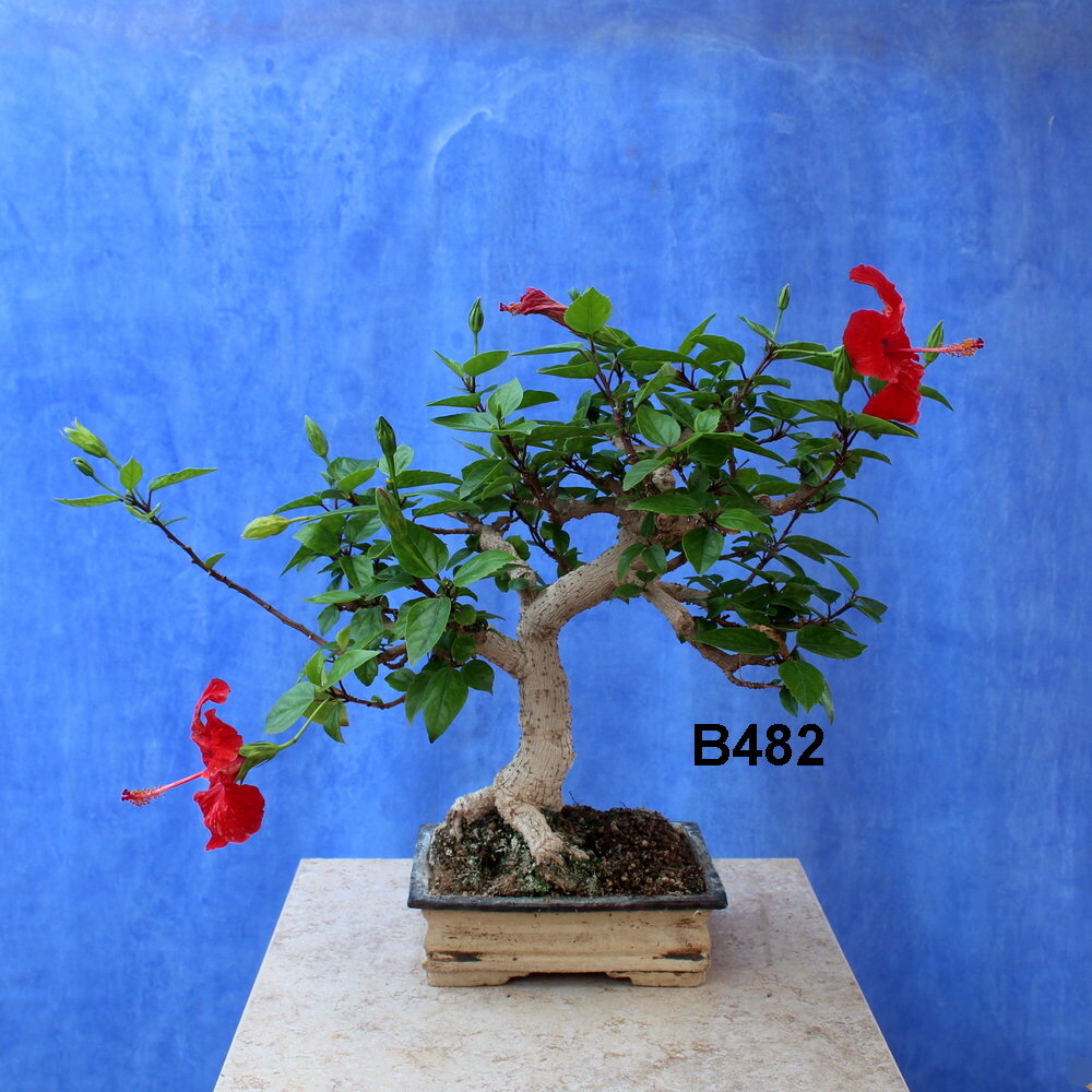 Hibiscus