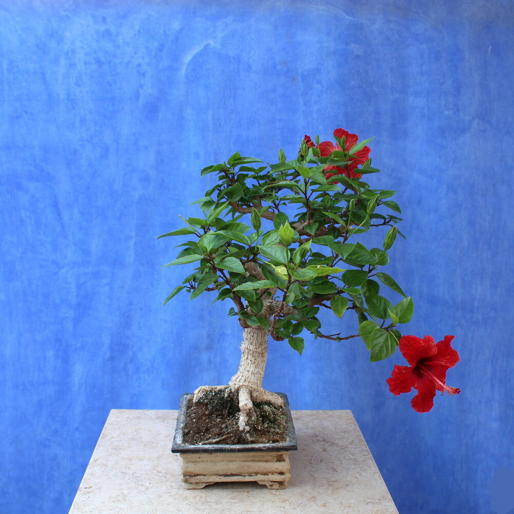 Hibiscus