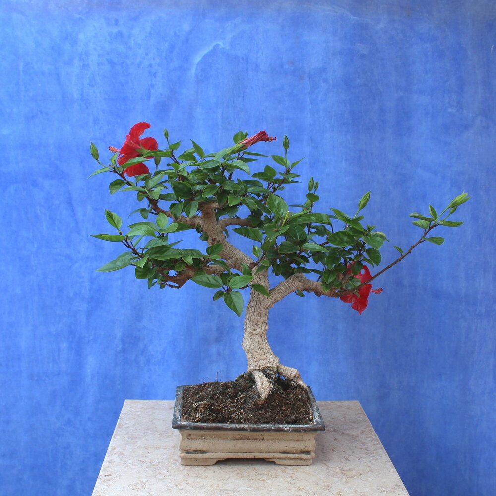 Hibiscus