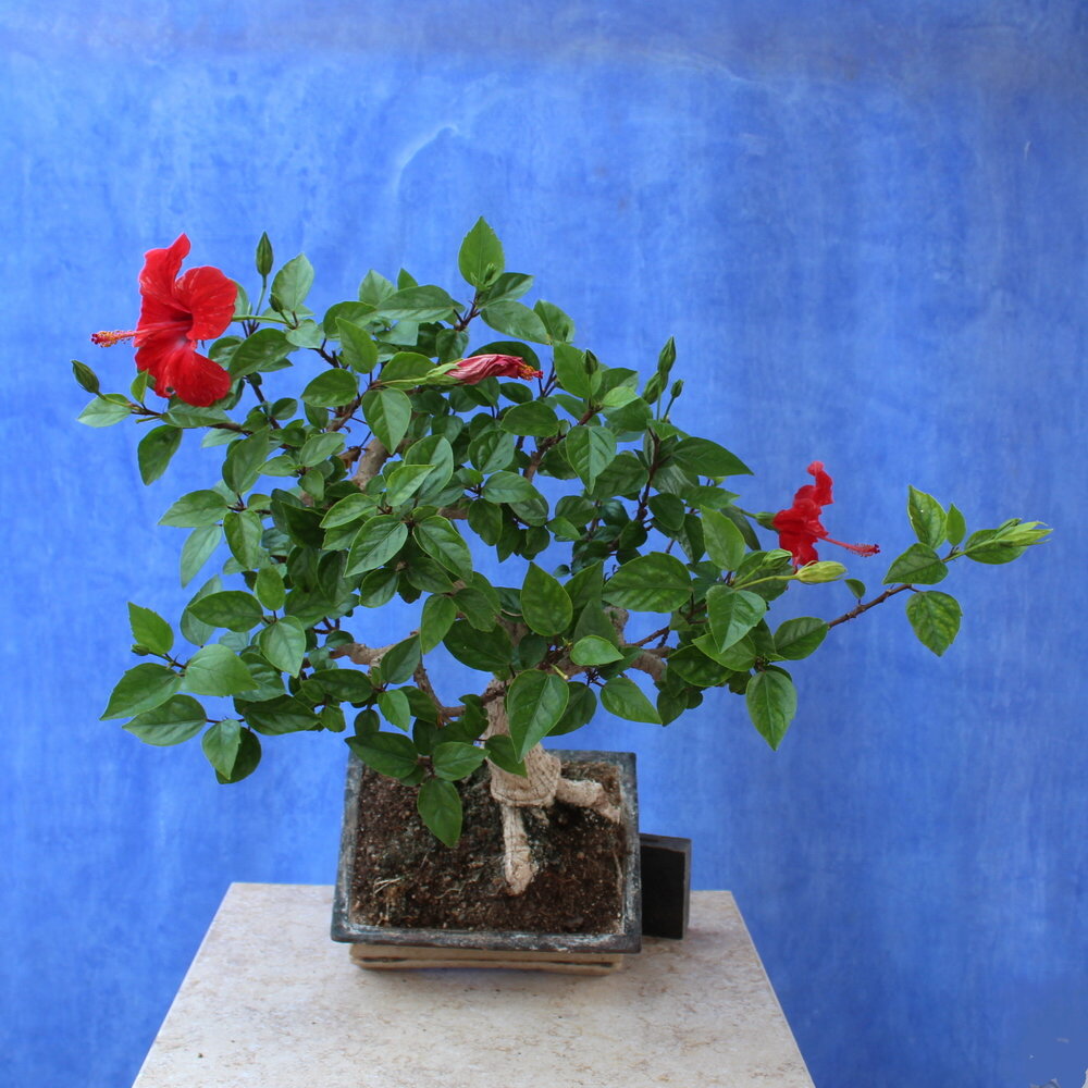 Hibiscus