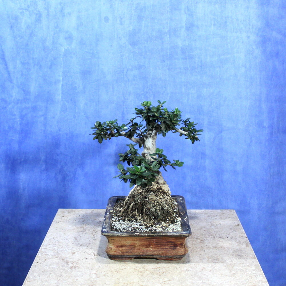 Wild Olive