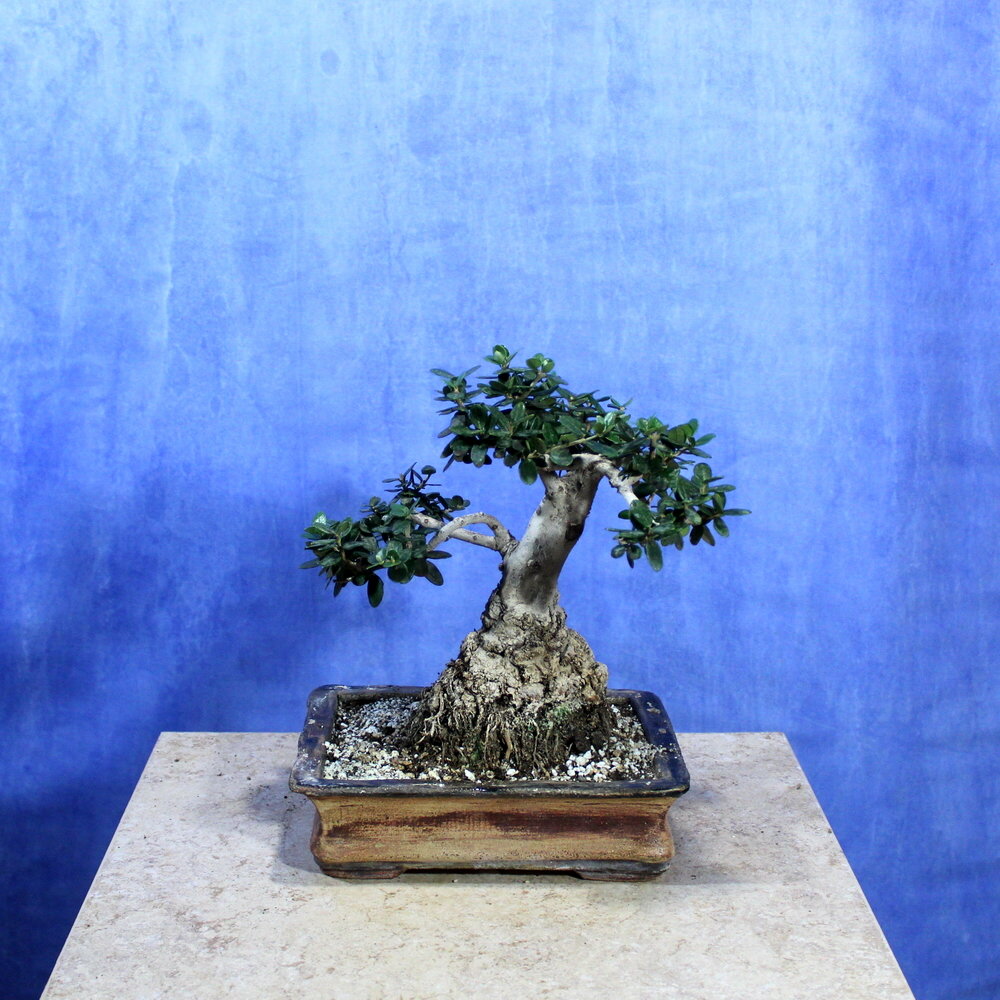 Wild Olive