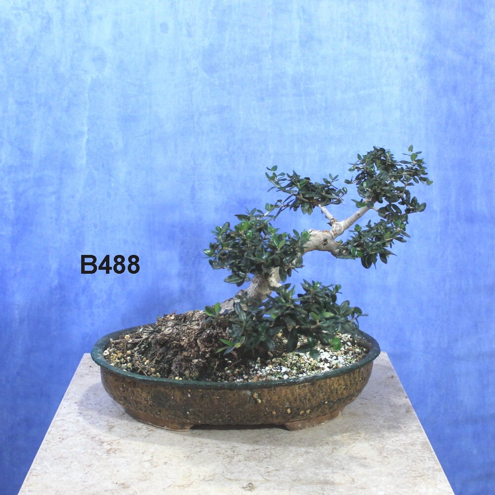Wild Olive