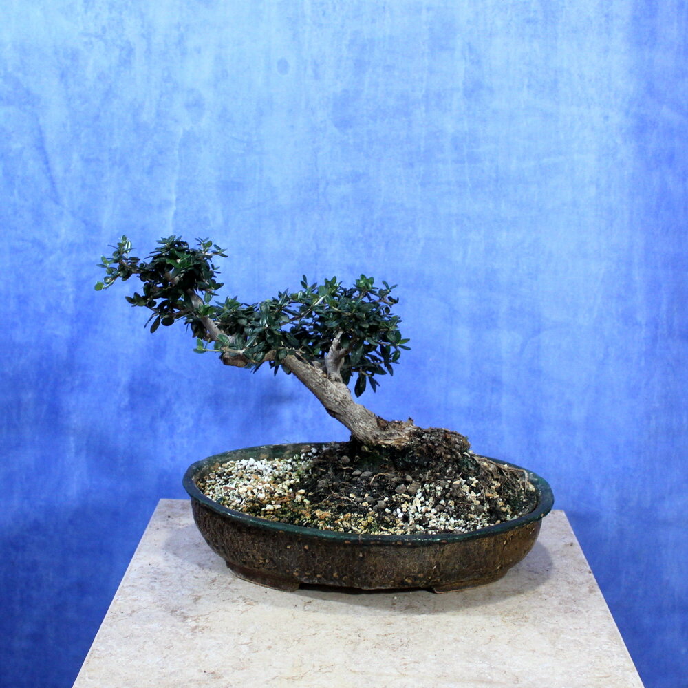 Wild Olive