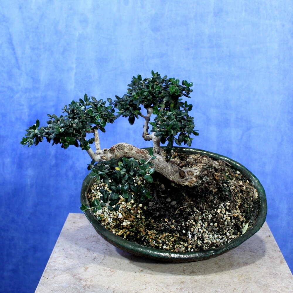 Wild Olive